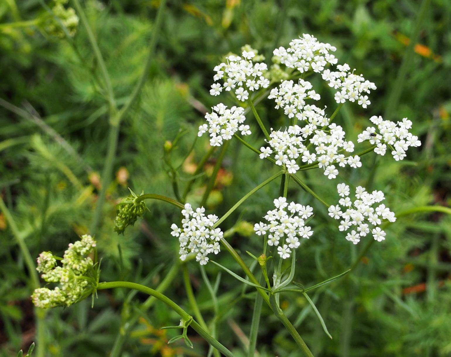 Pignut, Great